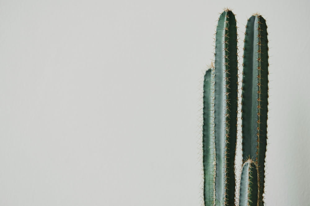 Quais os Cactos para Casa? Beleza na Decoração 3 Cactos para Casa