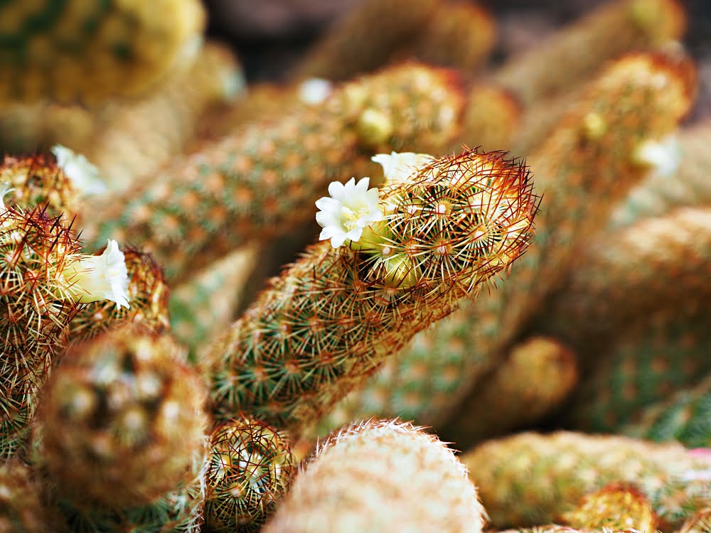 Quais os Cactos para Casa? Beleza na Decoração 2 Mammillaria elongata cacto dedo de dama