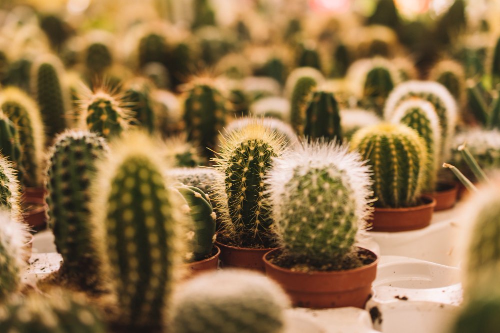 Quais os Cactos para Casa? Beleza na Decoração 4 cactos