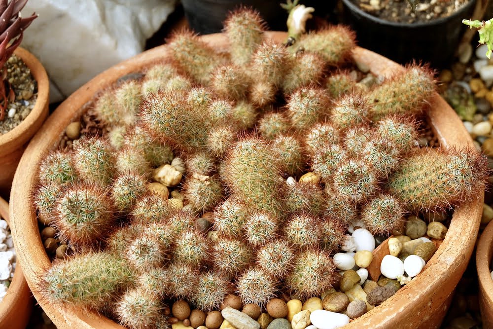 Quais os Cactos para Casa? Beleza na Decoração 1 planta Cacto Dedo de Dama – Mammillaria elongata